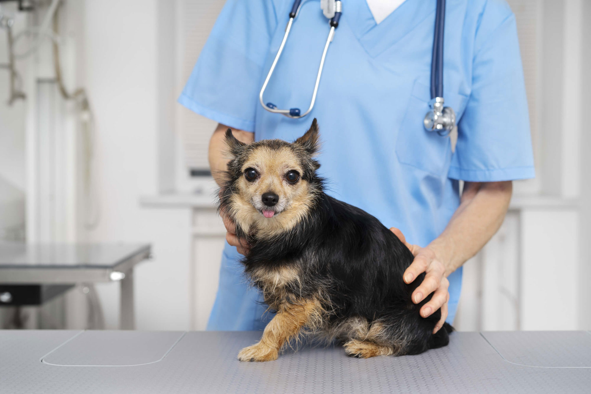 Funciones de un perito veterinario 